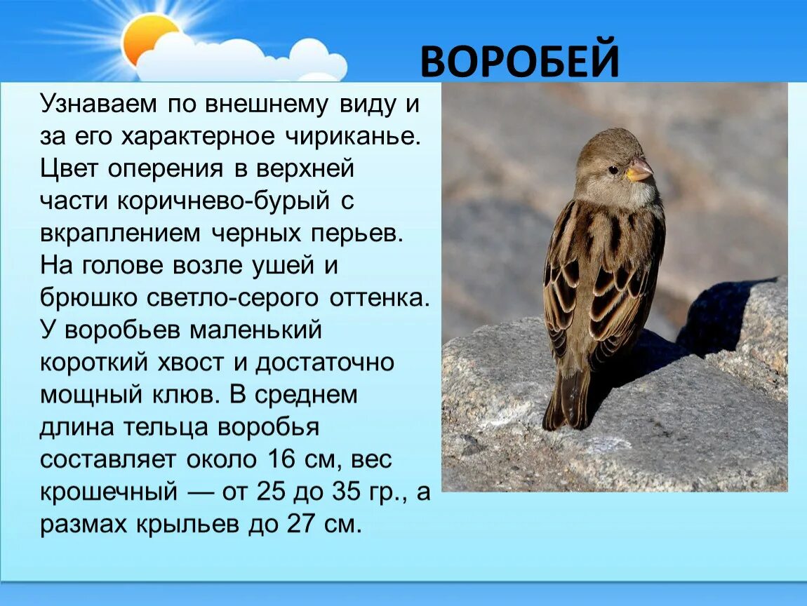 Описание воробья. Внешний вид воробья. Воробей размер и цвет оперения. Какой размер у хвоста воробья.