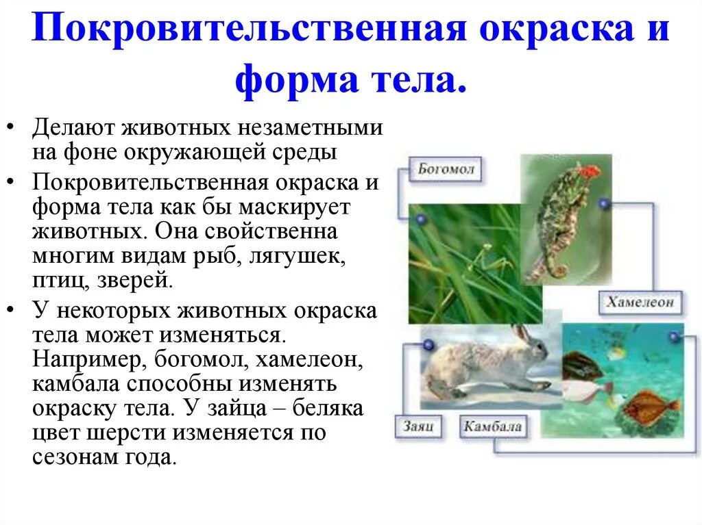 Покровительственная окраска примеры адаптации. Покровительственная форма тела. Покровительственная окраска примеры. Покровительственная окраска у животных.