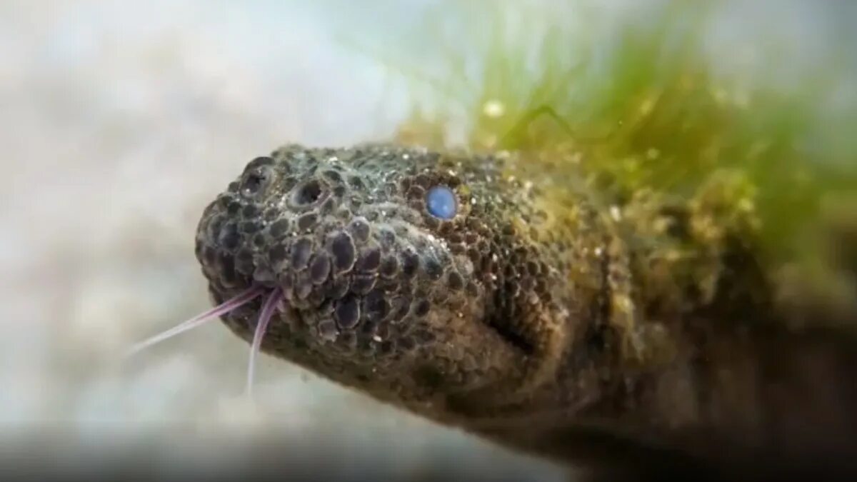 Уж обыкновенный большой. Atheris hispida. Гадюка меланист. Арафурская бородавчатая змея. Гибрид хомяка и змеи.