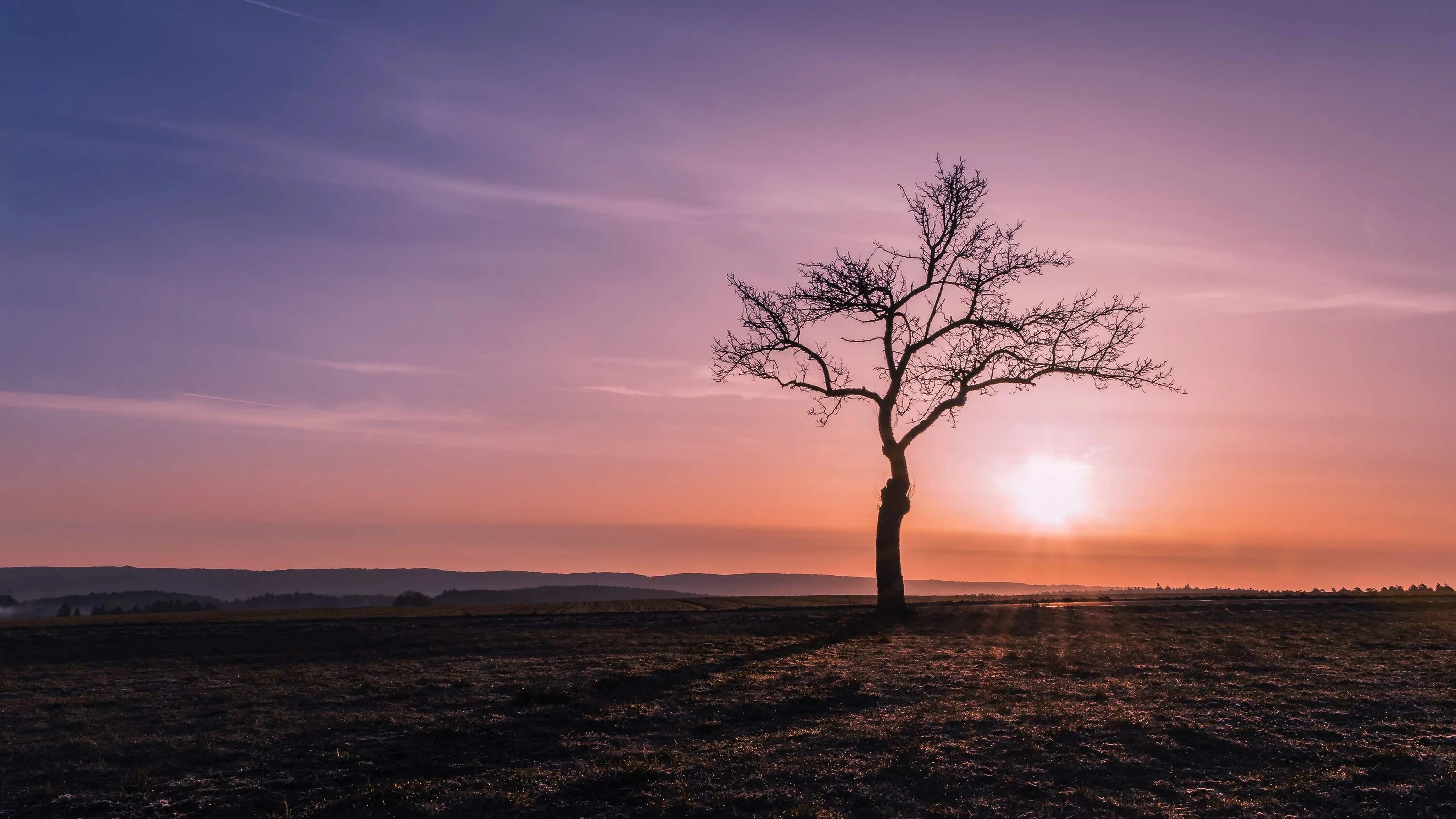 Деревья одиночества. Красивое дерево. Пейзаж одинокое дерево. Деревья одиночества. Одинокое дерево.