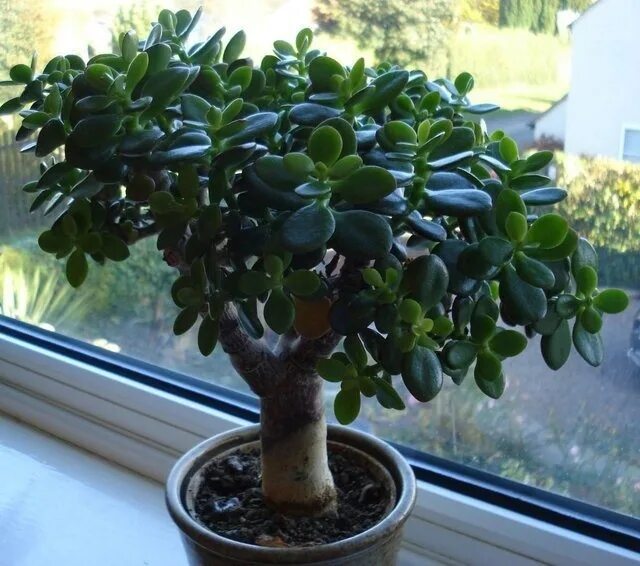Money Tree Plant Care Guide: Tips for Growing and Maintaining