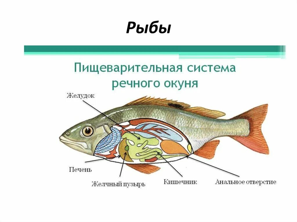 Пищевое отношение щуки и речного окуня. Пищеварительная система рыб схема. Строение пищеварительной системы костных рыб. Схема пищеварительной системы рыб 7 класс. Пищеварительная система костных рыб схема.