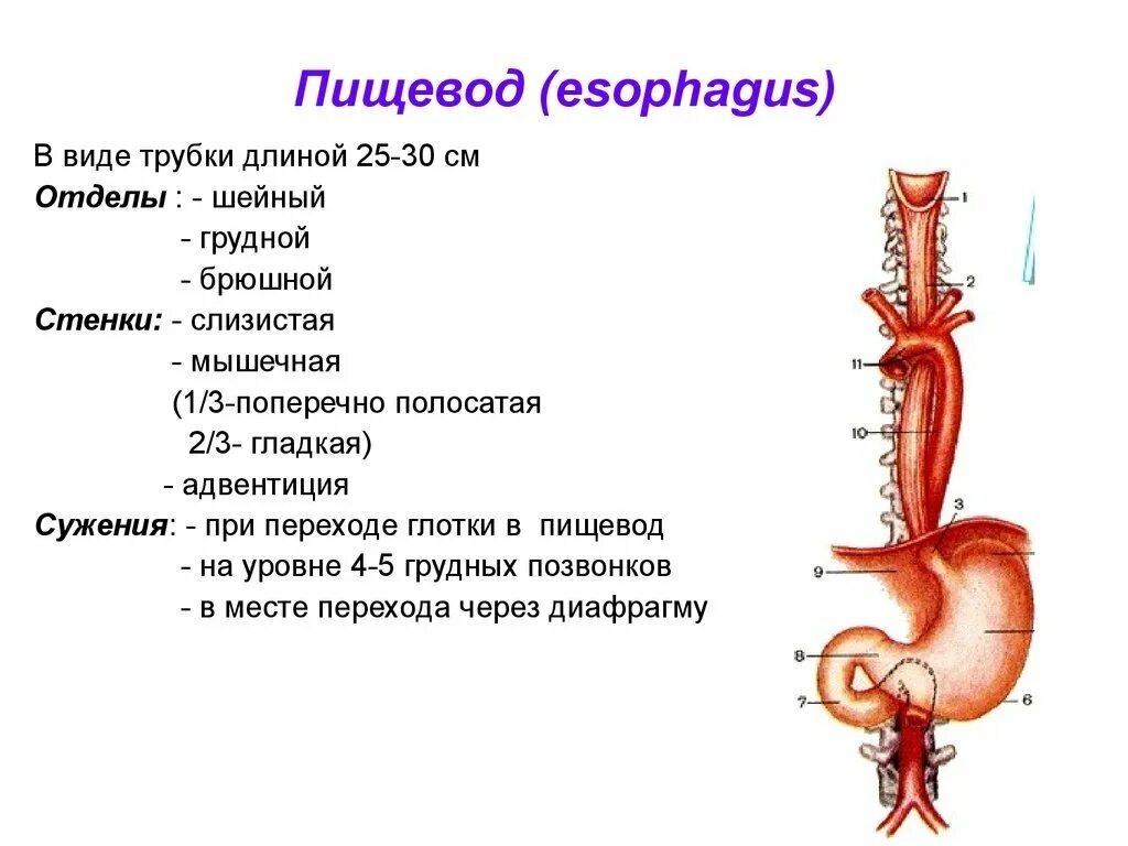 Области пищевода