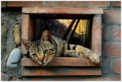 Cat hole