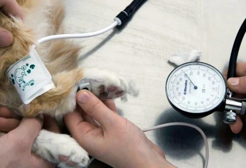 Нормы артериального давления у собак и кошек. Норма артериального давления у кошек. Давление у собак норма артериальное давление. Показатели артериального давление у кошек и собак в норме.