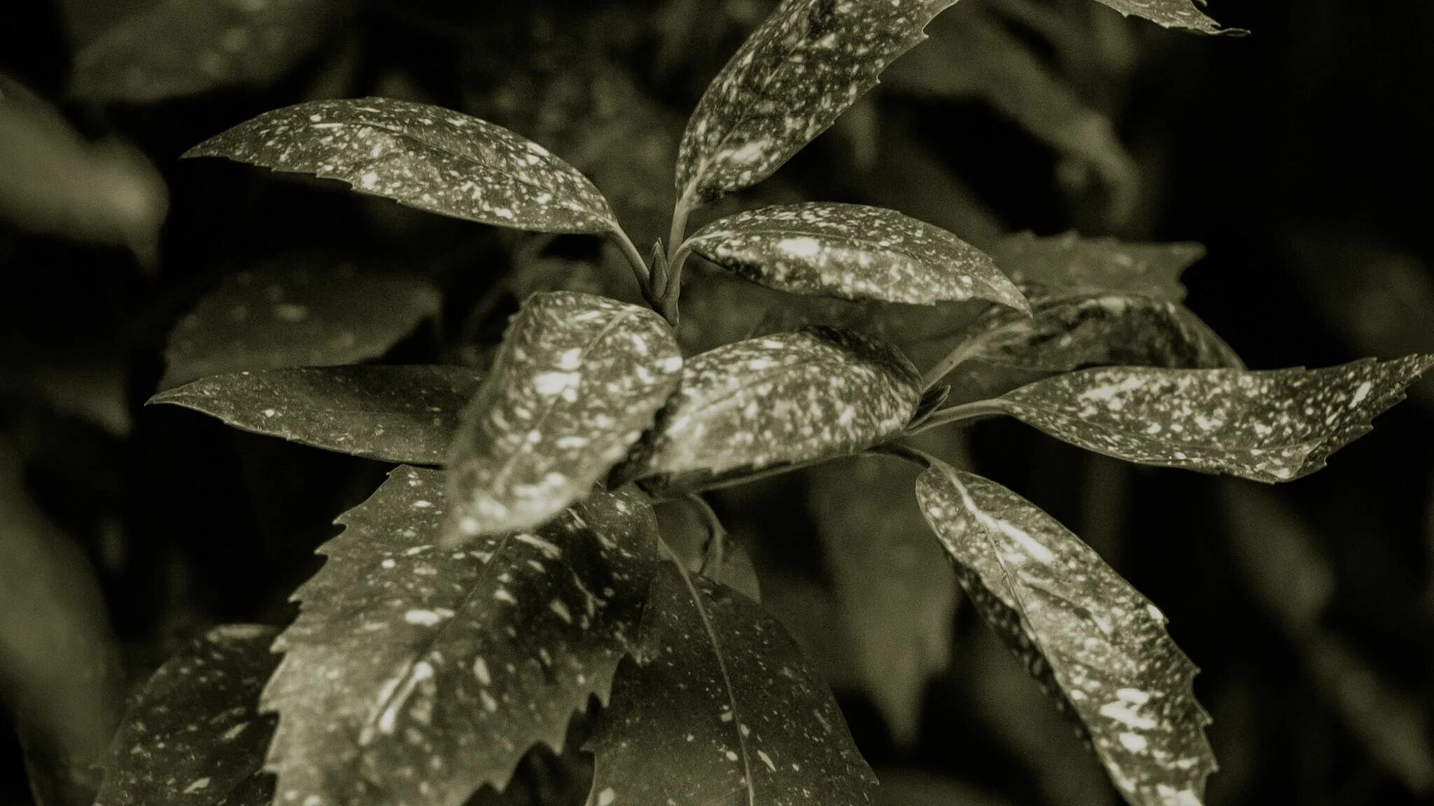 Филодендрон вайт. Филодендрон white princess. Цветок лист белыми пятнами. Медуница листья. Диффенбахия maculata.