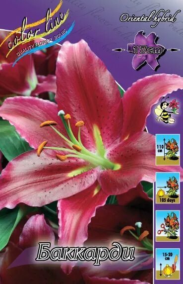 ✔ Лилия Баккарди (Lilium Baccardi), 5шт, Color Line по цене 0 руб. ◈ Большой выб