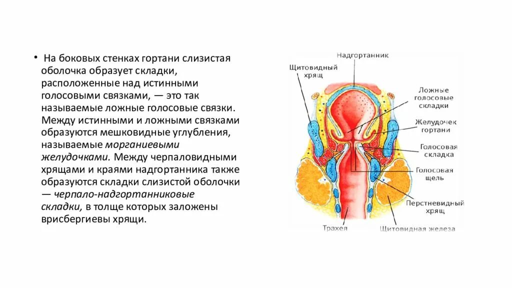 Гортань реферат