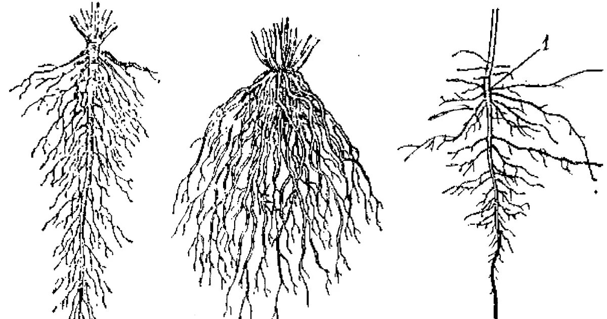 Какой тип корневой системы сформируется если. Корни стержневая мочковатая смешанная. Типы корневых систем стержневая мочковатая смешанная. Типы корневых систем смешанная. Строение стержневой корневой системы.