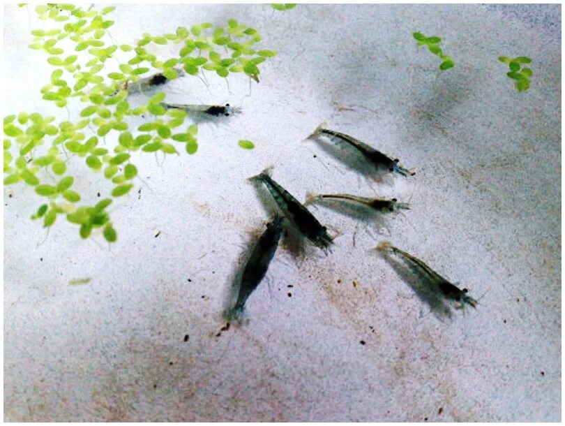 Перекись водорода для аквариума. Средство для аквариума от зеленых водорослей. Перекись в аквариум. Перикисьводородадляаквариума. Средство от бороды в аквариуме.