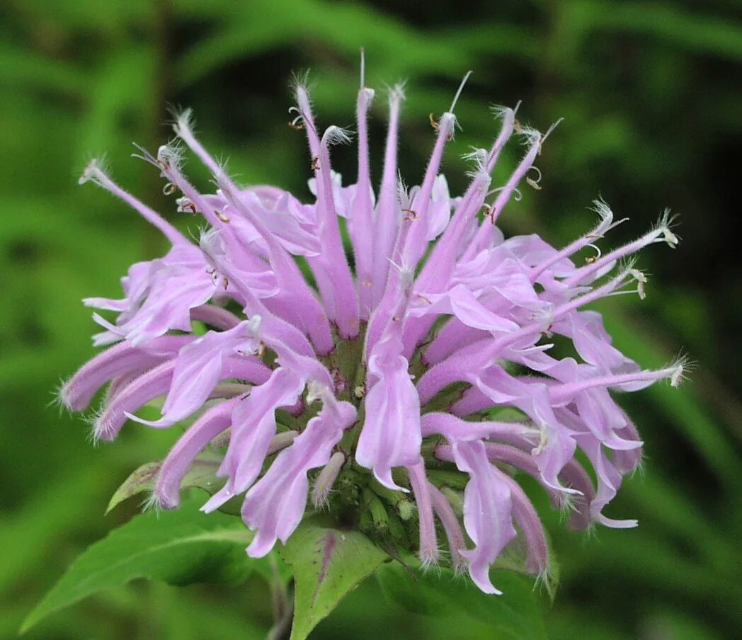 Монарда дудчатая. Monarda fistulosa. Монарда бергамот. Монарда дудчатая (Monarda fistulosa).