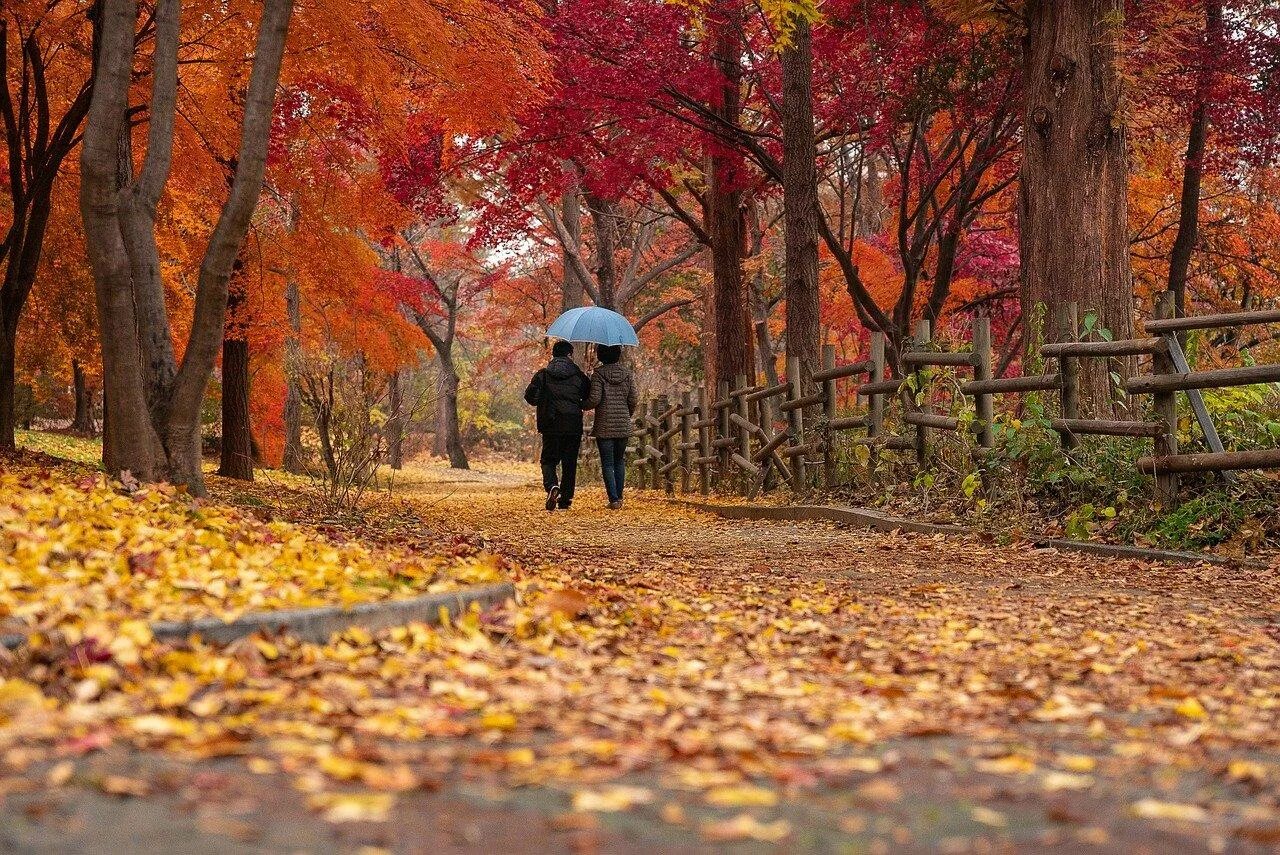 Гулять по аллее. Осенний парк. Осень в парке. Парк осенью. Осенняя прогулка.