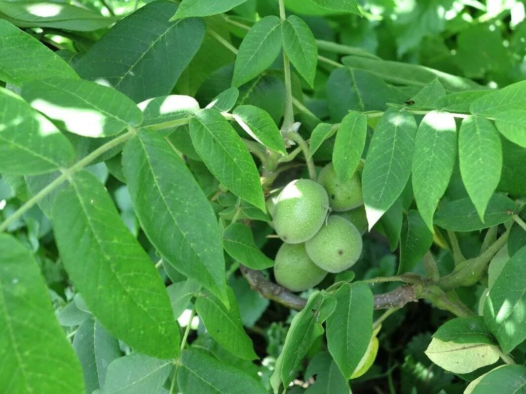 Орех маньчжурский ареал. Орех маньчжурский (juglans mandshurica). Маньчжурский орех плоды. Орех маньчжурский (juglans mandshurica). ).