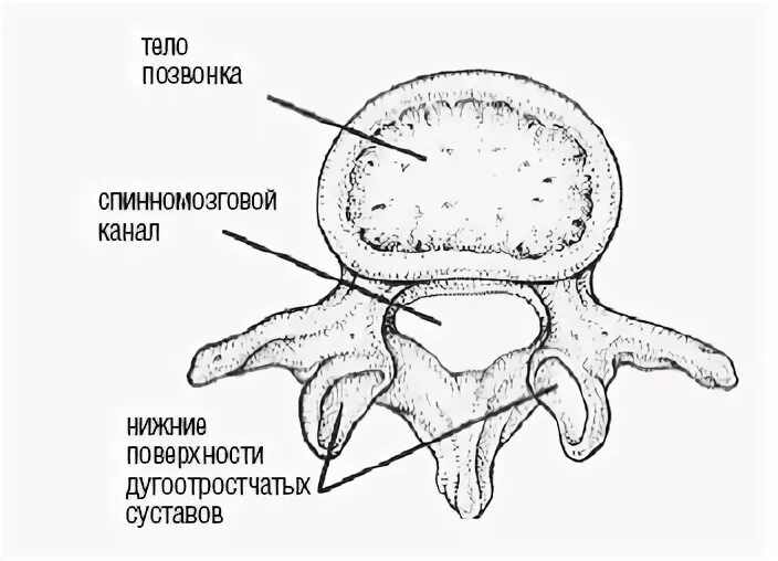 Дугоотростчатые суставы позвонков