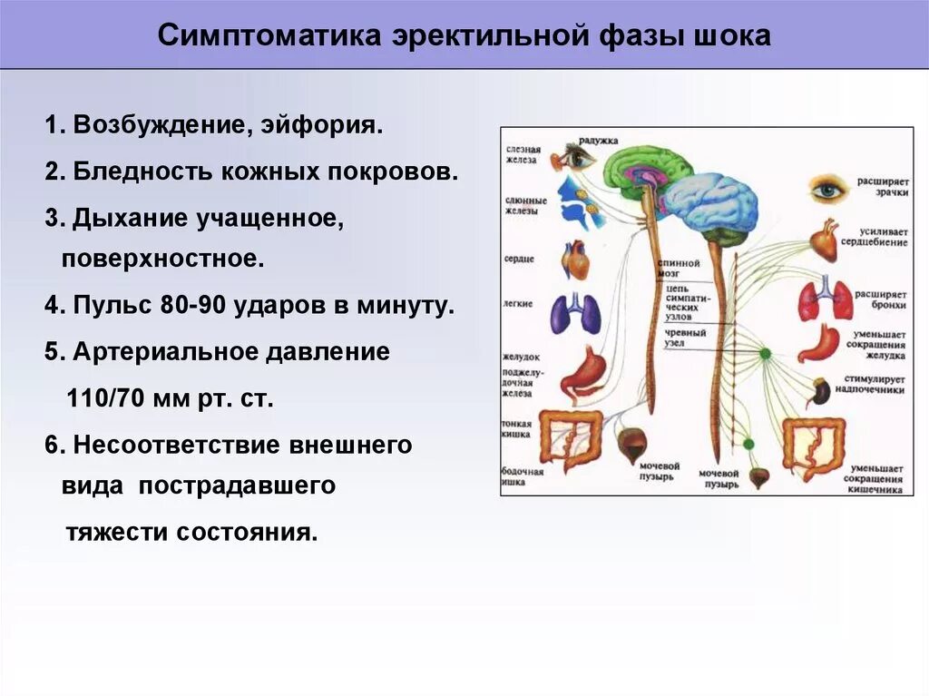 Эректильный шок. Эректильная фаза и торпидная фаза. Эректильной фазы шока. Эректильная и торпидная фазы шока. Эректильной фазы травматического шока.