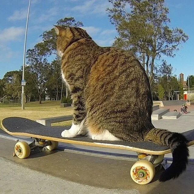 Кошка ездит. Кот на скейтборде. На скейте. Кот катается на скейте. Котик катается на скейтборде.