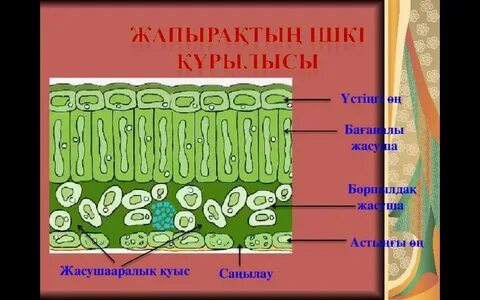 Жұмыс алдындағы минет видео