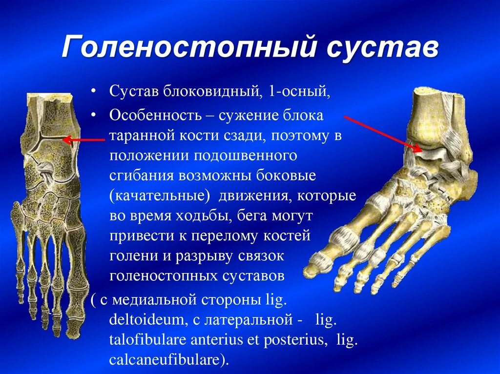 Голеностопный сустав образует. Голеностопный сустав какими костями образован. Голеностопный сустав соединение костей. Соединение костей голени и стопы. Анатомия соединения голеностопного сустава.