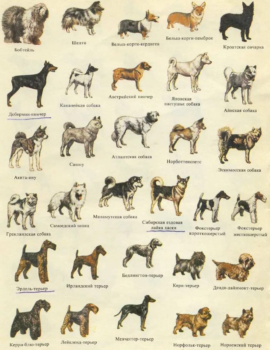 Определить породу по описанию. Порода собак Меркурий. Породы собак с фотографиями и названиями средних и крупных пород. Породы средних собак названия. Ягд терьер стандарт ФЦИ.