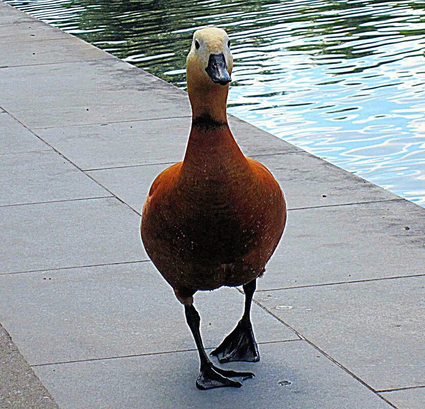 красавица моя любимая. радостная походка. походочка как в море лодочка.