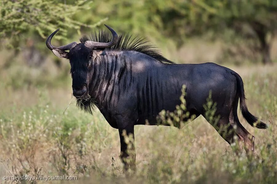 Животные антилопа гну. Антилопа гну. Антилопы гну в Намибии. Голубая антилопа гну. Африканская антилопа Гни.