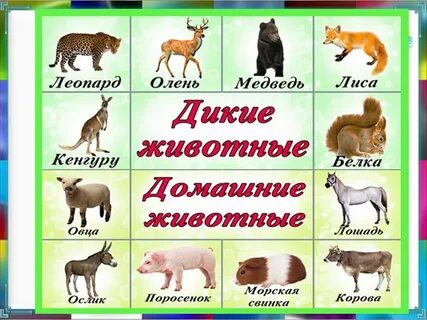Животные в доу презентация