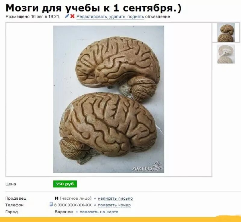 Купить мозг авито. Продается мозг прикольные. Сколько стоят человеческие мозги.