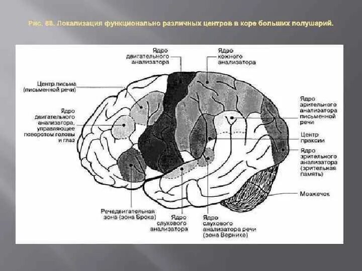 Управляющие центры расположены в коре больших полушарий