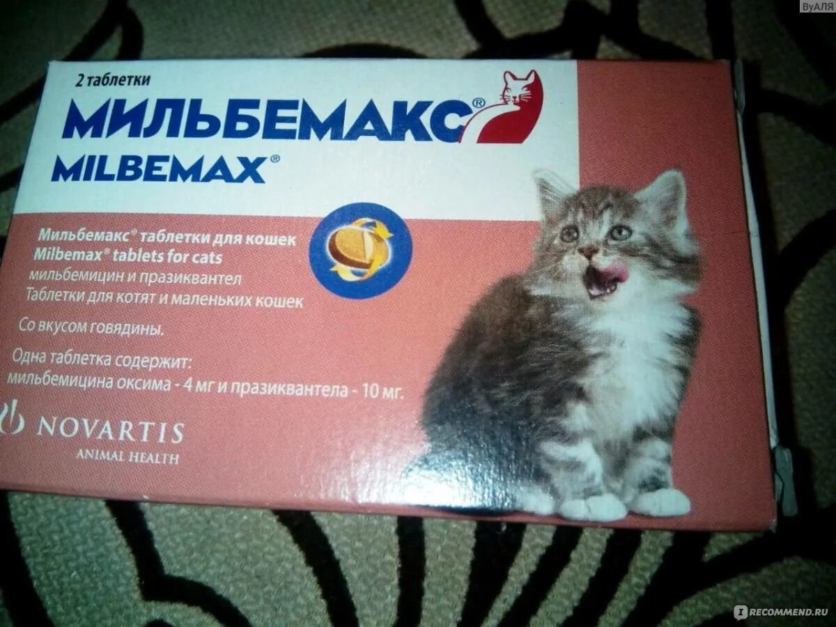 Глистогонные сколько давать. Таблетки для котов. Таблетки от глистов для котов. Котенок с таблетками. Дегельминтизация таблетки для котят.