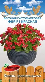 Бегония фея