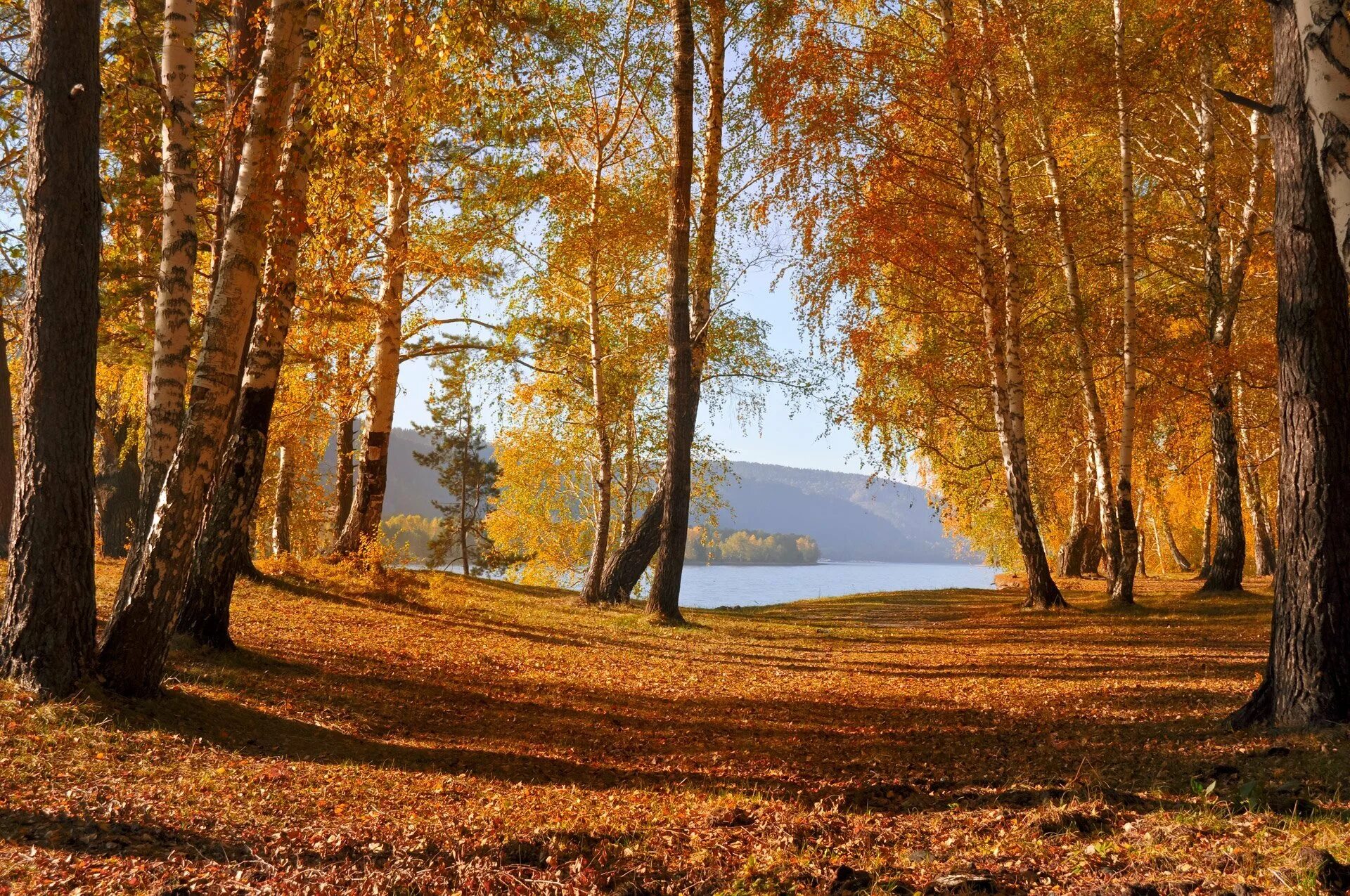 Осенний лес очень красивый. Осенний лес. Осень в лесу. Лес осенью. Красивый осенний лес.