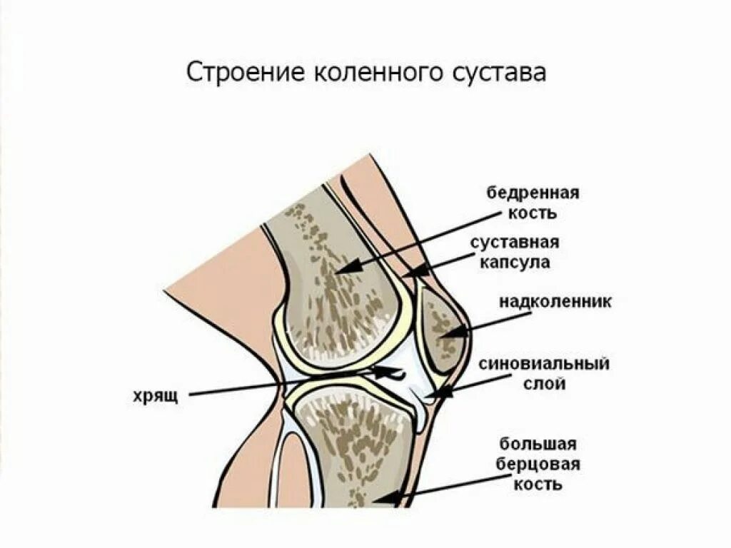 Строение колена у человека