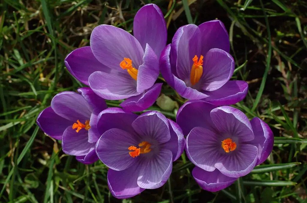 Крокус Шафран весенний. Крокус сорт Шафран. Крокус весенний Crocus vernus. Шафран первоцвет. Какого цвета цветок крокус