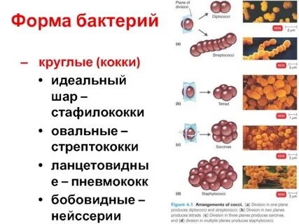Кокки единичные