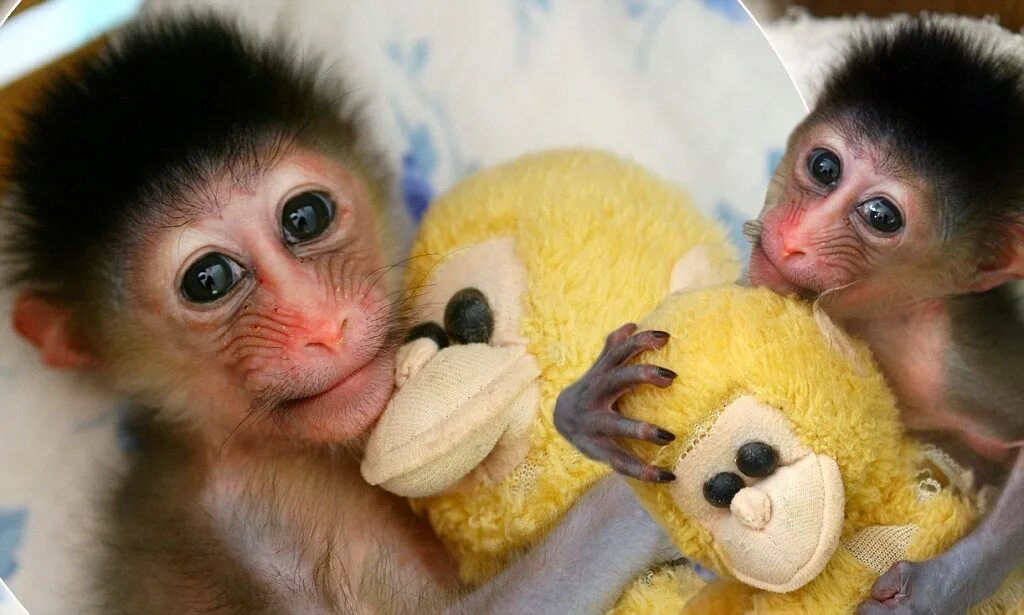 Купить обезьяну домашнюю живую. Домашние обезьянки. Маленькие обезьянки. Милые обезьяны. Милые домашние обезьянки.