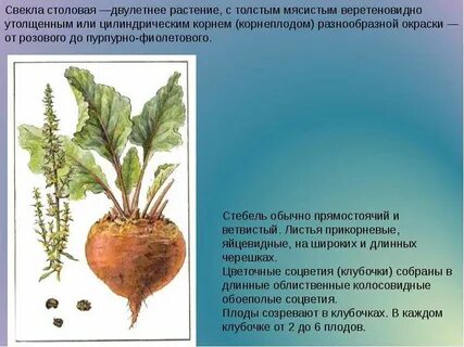 Известно что свекла обыкновенная культурное растение