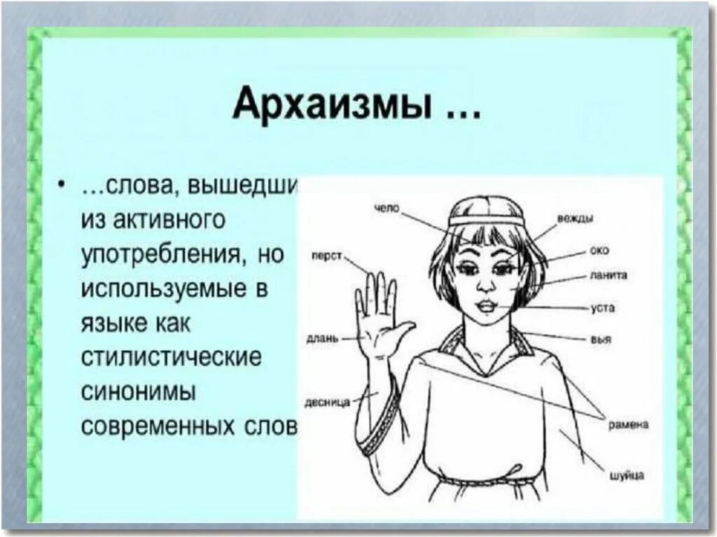 Чело 4 буквы. Устаревшие слова. Архаизмы. Устаревшие названия. Старинные названия частей тела.