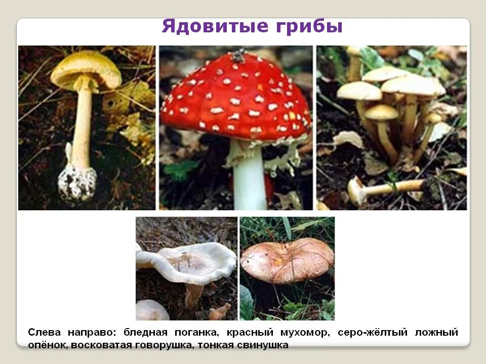 Название несъедобных. Ядовитые шляпочные грибы. название ядовитых грибов. название несъедобных грибов. несъедобные грибы картинки.