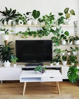 Plants tv
