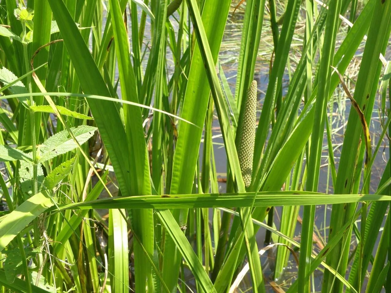 Аир болотный (acorus calamus). Аир болотный (acorus calamus). Аир болотный лечебные свойства и противопоказания. Аир обыкновенный - acorus calamus. Аир болотный — acorus calamus l.