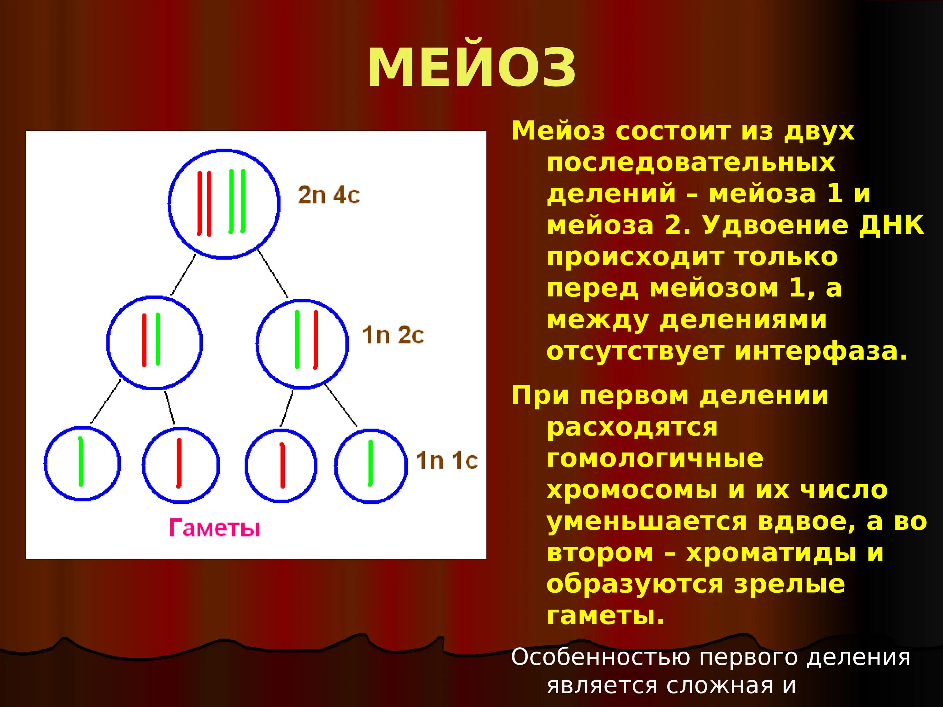 Интерфаза мейоза 2. Мейоз гаметы. Деление мейоза. Мейоз 1 и мейоз 2.