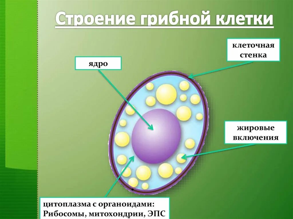 Многоядерная клетка гриба. Строение клетки грибов 5 класс биология. строение клетки гриба 7 класс биология. строение грибной клетки 5 класс биология. строение грибной клетки биология 7 класс биология.