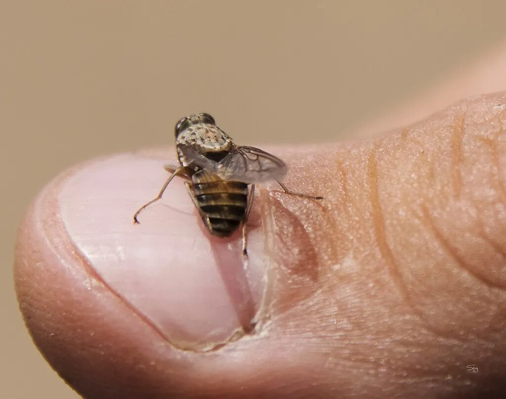 Tsetse fly. Муха ЦЕЦЕ. Африканская Муха ЦЕЦЕ. Муха ЦЕЦЕ Glossina Palpalis.