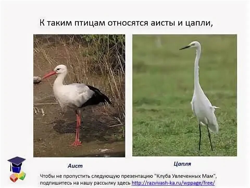 Чем отличается аист от цапли. Цапля и аист отличия. чем отличается цапля от аиста. отличие цапли от аиста и журавля. аист от цапли.