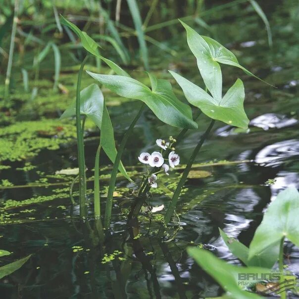 Как выглядит растение стрелолист Стрелолист обыкновенный Sagittaria sagittifolia 1,5л саженцы купить в интернет