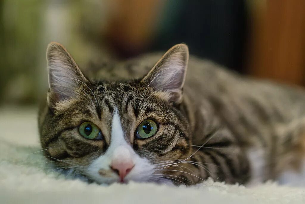 фотки легкого котика. фотки легкого котика. просто котенков. фото кота. кот просто кот.