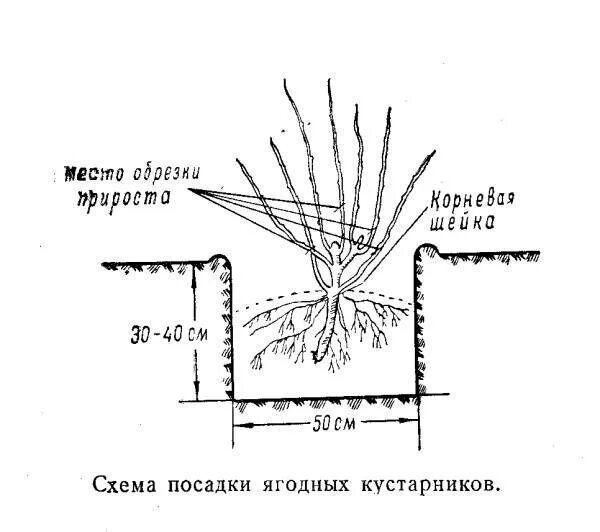 Схема посадки ягодных кустарников. Крыжовник схема посадки кустов. Посадка смородины схема посадки. Схема посадки смородины и крыжовника.