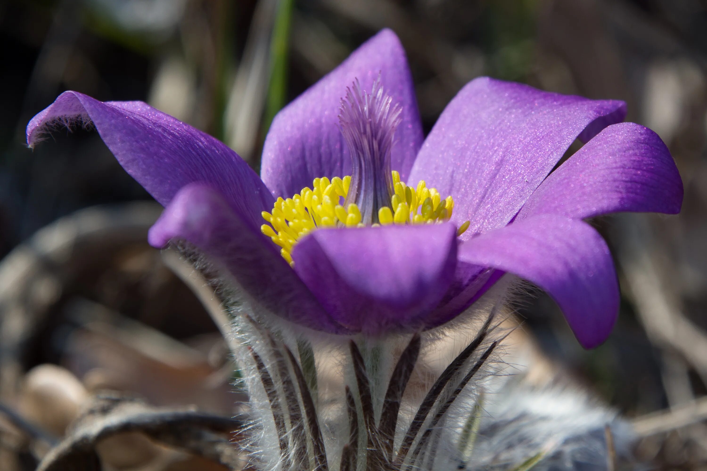 Пострел цветы. Прострел Луговой. Прострел весенний Pulsatilla vernalis. Прострел раскрытый. Прострел - сон трава.