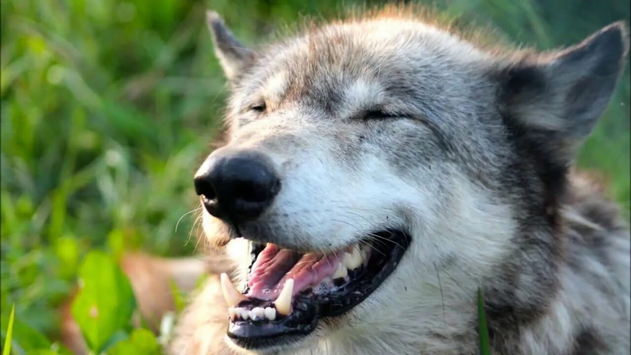 Смешные картинки волка. Волкособ оскал. Улыбка волка. Волк улыбается. Морда волка.