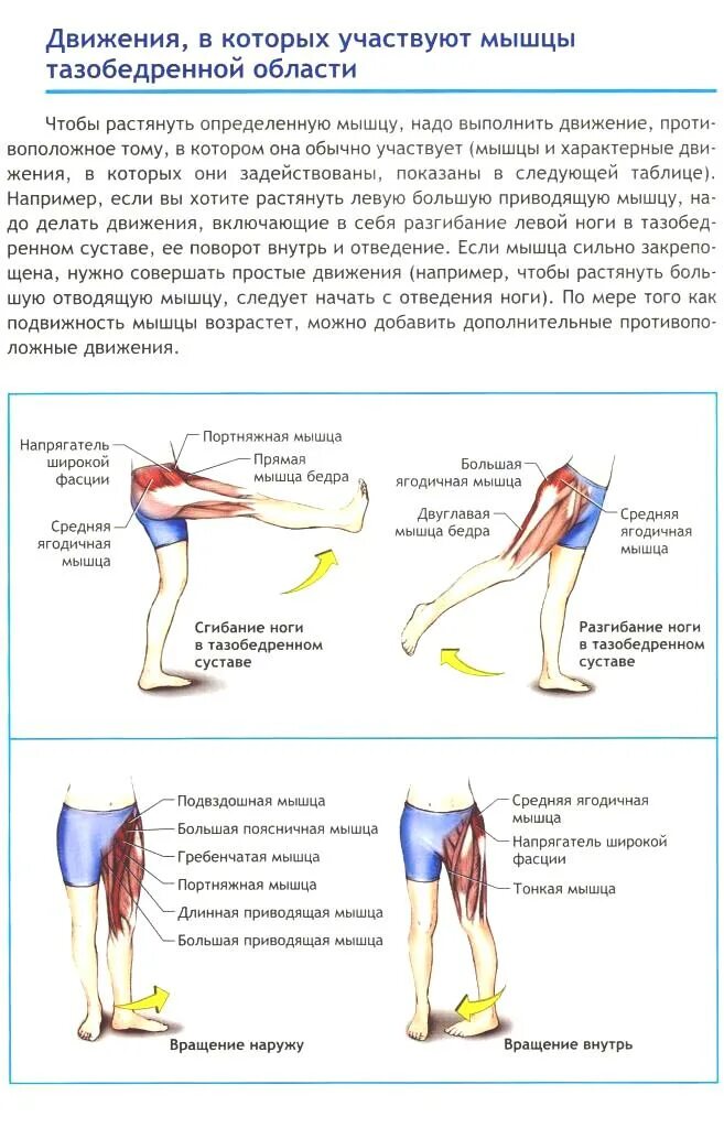 Мышцы участвующие в разгибании бедра. Пронация тазобедренного сустава мышцы. мышцы сгибатели тазобедренного сустава. супинация бедра мышцы. пронацию голени в коленном суставе мышцы.
